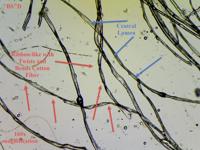 Microscopic Cotton Fiber