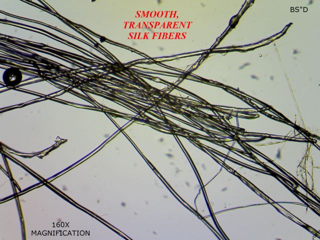 160x microscopic cultivated silk fiber