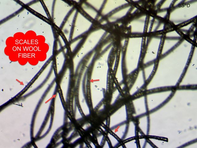 microscopic wool fiber