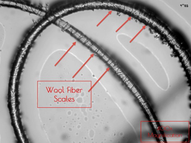 microscopic wool fiber